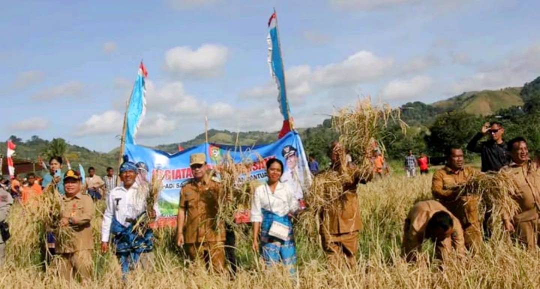 Panen Raya Bersama di Desa Laboya Dete Warnai Kunjungan Kerja Bupati Sumba Barat