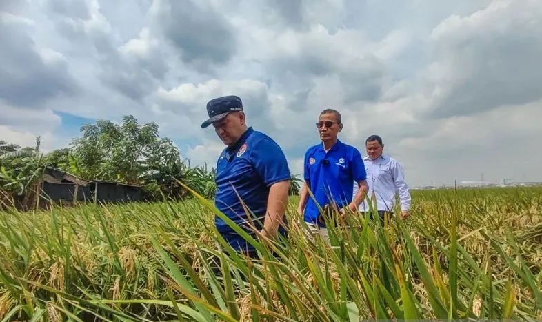 Banjir Akibatkan Produksi Padi di Jakut Menurun
