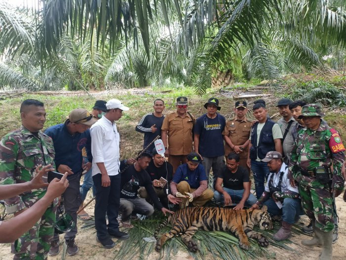 BKSDA Terjunkan Tim Atasi Gangguan Harimau Sumatra