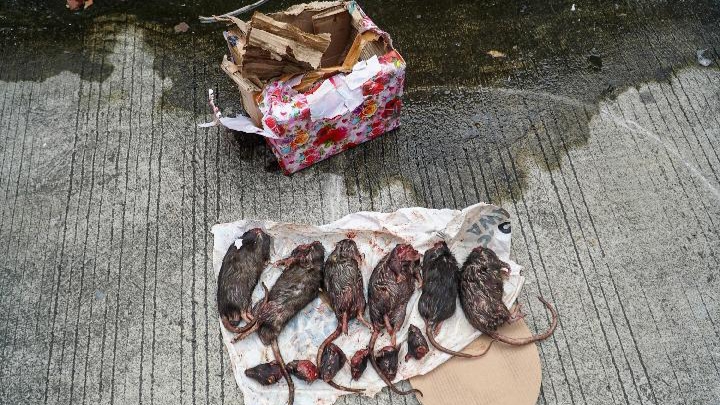 Tempo Dapat Teror Lagi, Kali ini Tikus yang Dipenggal