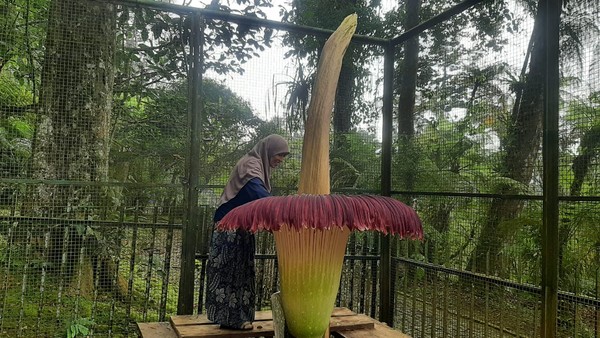 Bunga Bangkai Raksasa di Kebun Raya Cibodas Mekar