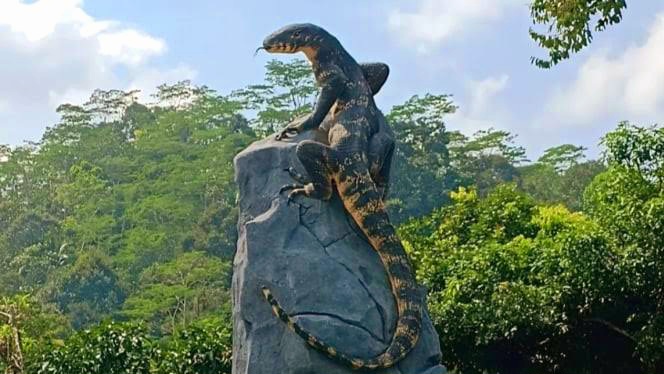 Tugu Biawak Seharga Rp50 Juta di Wonosobo Mendadak Viral