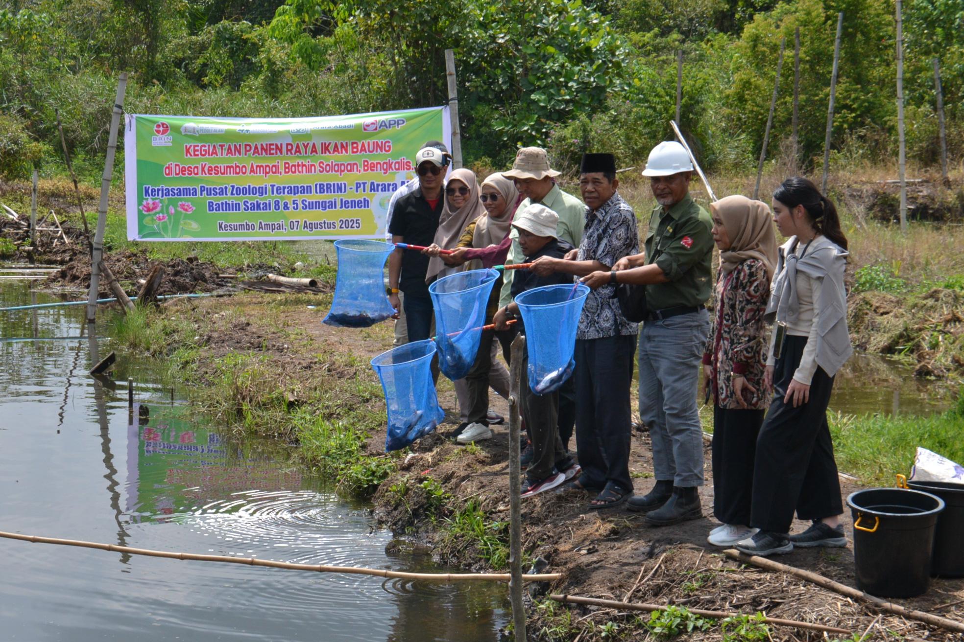 Masyarakat Sakai melaksanakan Panen Ikan Baung Program Kerjasama Perikanan PT Arara Abadi dan BRIN
