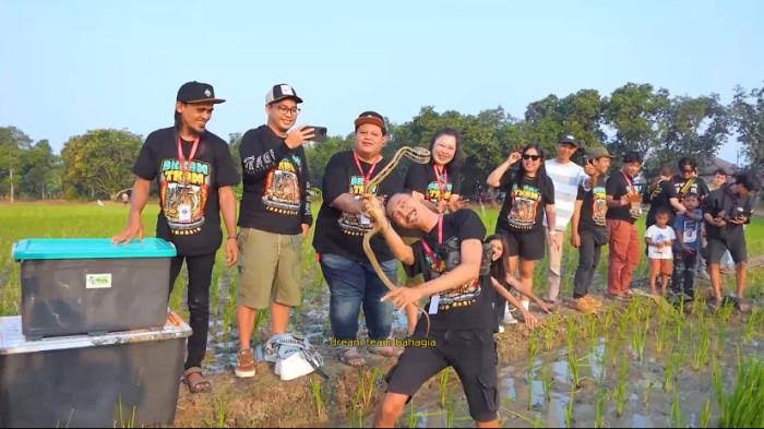 Program Unik Bupati Indramayu: Ribuan Ular Disebar ke Sawah
