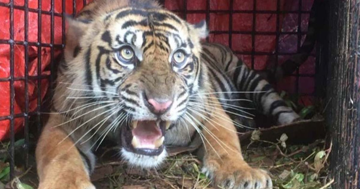 Isu Harimau Kurus Lantaran Jatah Makan Diambil Petugas Dibantah Ragunan