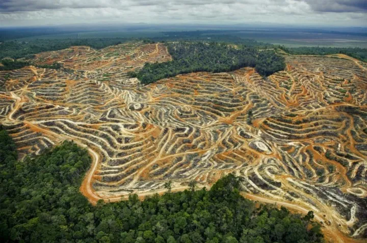 Indonesia Masuk 5 Negara Tingkat Deforestasi Tertinggi Dunia