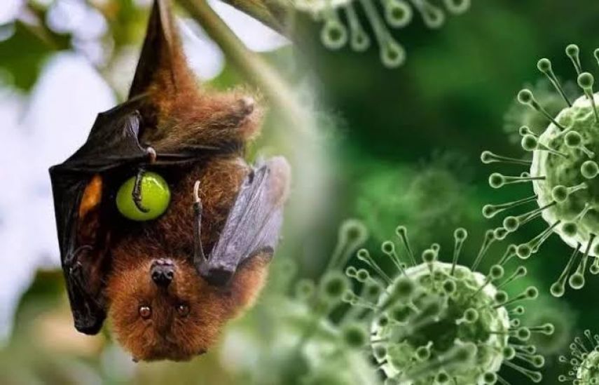 Kenali Gejala Virus Nipah