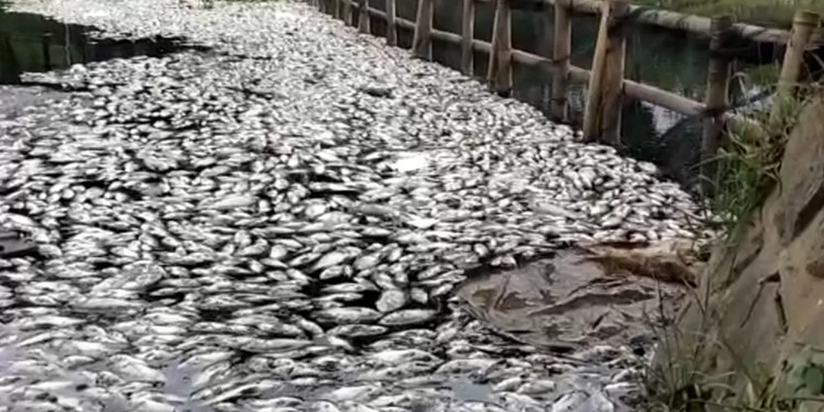 Diduga Tercemar Limbah, Ribuan Ikan Ditemukan Mati di Sungai Cisadane