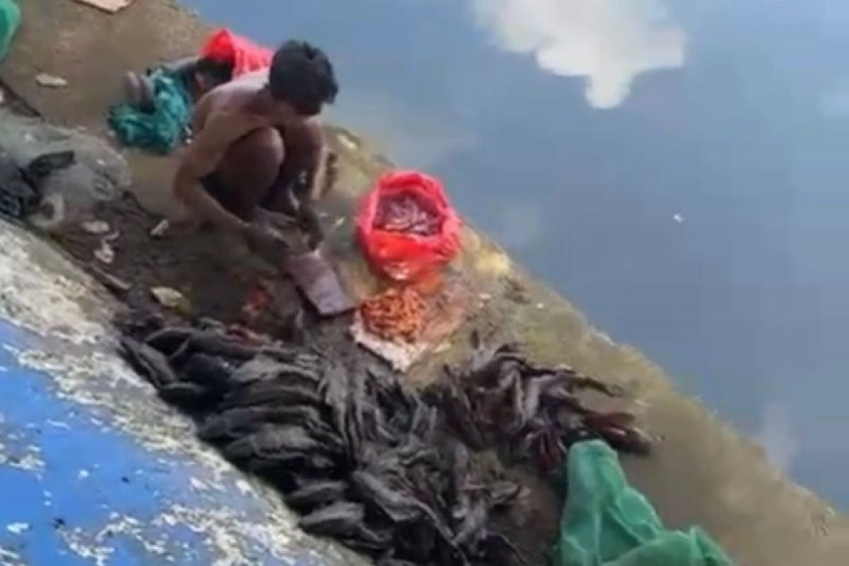 Lima Pedagang Ikan Sapu-Sapu Ditangkap Satpol PP