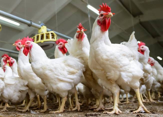 Harga Ayam Petelur Terus Alami Penurunan