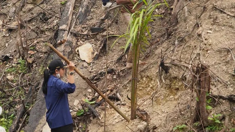 Polisi Ungkap Lahan Bekas Karhutla di Dharmasraya Sumbar Ditanami Sawit