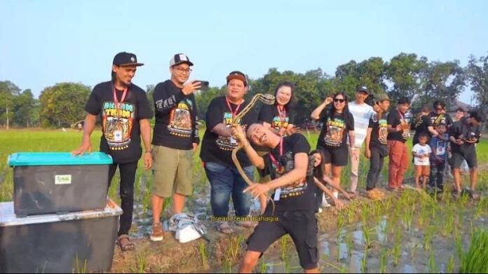 Pelepasan ribuan ular di sawah di Indramayu dalam program Ular Sahabat Petani yang digagas Bupati Indramayu, Lucky Hakim. Foto: Tribuncirebon.com/Handhika Rahman