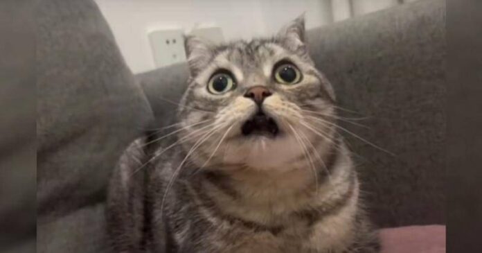 Kucing kaget Ilustrasi